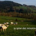 la laine des moutons