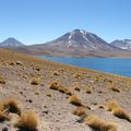 San Pédro d'Atacama.(Laguna Miscanti 4100m)