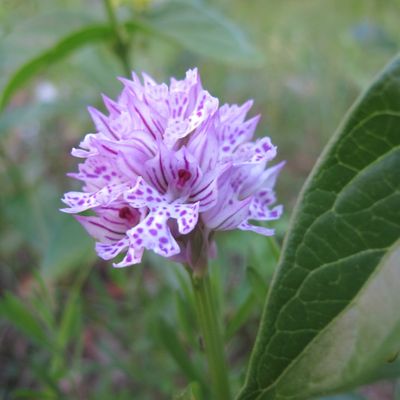 Festival Grandeur Nature à Vence 19-20- 21 mai 2017