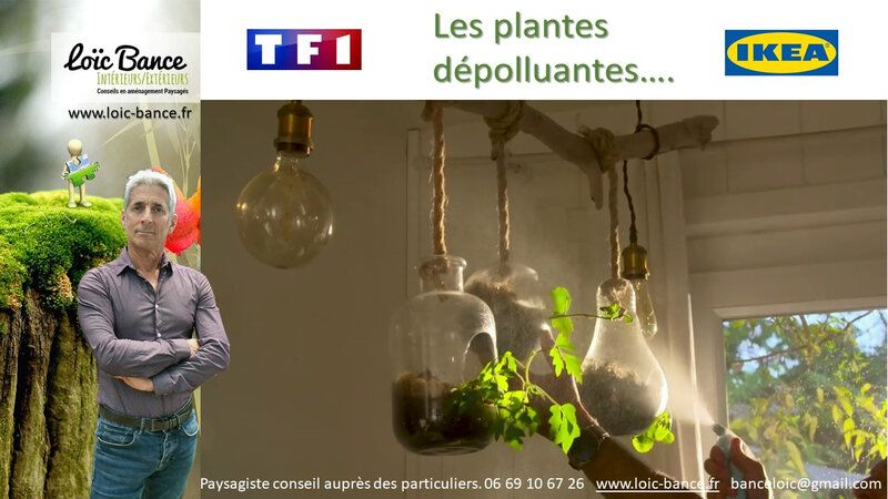 Les plantes dépolluantes par Paysagiste Pays Basque et Paysagiste Landes.
