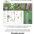 Sentier botanique des orchidées sauvages