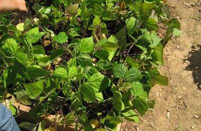 Notre récolte de haricots verts et violets