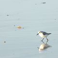 Bécasseau sanderling en Bretagne à Noël