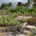 Guadeloupe : iguane des Petites Antilles (1/2)
