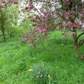 Kew Gardens, avril 2014 - arbres en fleurs