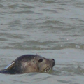 Reportage sur la Baie de Somme ....