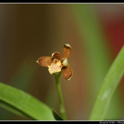 Encyclia livida (=Pollardia livida)