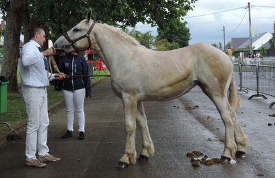 Concours Chevalin d'Arneke 2019