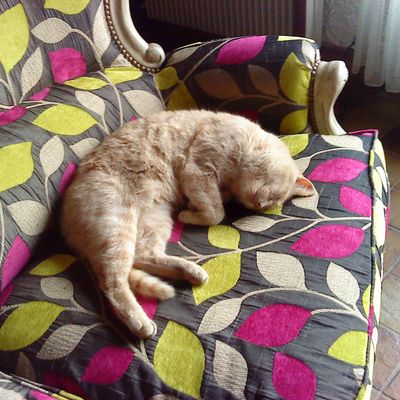 Caramel, testeur de canapé