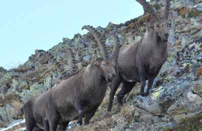 Signes de nervosité chez les bouquetins