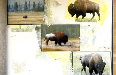 Page bisons #2 - Bisons page #2