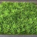 Un peu de verdure...