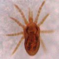 Acari > Anactinotrichida > Mesostigmata > Dermanyssina > Dermanyssoidea > Dermanyssidae > Dermanyssus sp.