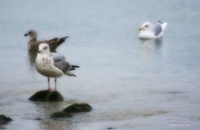 LA MOUETTE EST UN ÉCLAT DE RIRE..HABILLÉE DE BLANC... QUI SE MOQUE DE LA GRAVITÉ