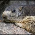 Marmottes de l'Oisans