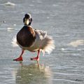 Canard pas laqué