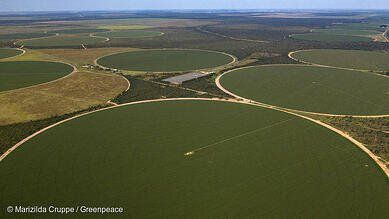 Déforestation : les entreprises ne respectent pas leurs engagements et détruisent l'environnement