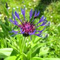 - Jardin - Bleuet -( Centauréa cyanus)
