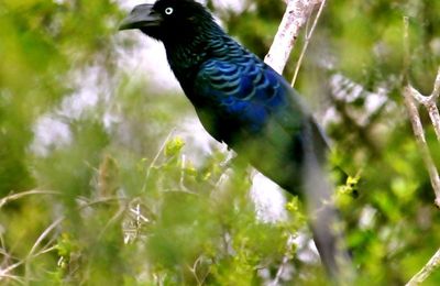 Ani des palétuviers (Crotophaga major) 