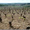 Bourgogne: entre Mercurey et Savigny l&egrave;s Beaune