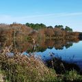 L'Etang d'UZA (40), début décembre...