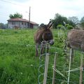 Des animaux dans le verger