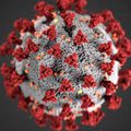 Coronavirus: nouvelle mutation ? (Maj)