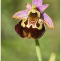 Dernier ophrys fuciflora .....