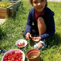 Première cueillette de fraises