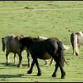 LES CHEVAUX