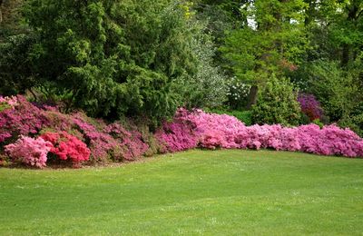 La floraison des azalées au parc de Procé