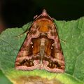 Autographa pulchrina (Le V d'or)