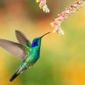 Le Joli Colibri d'Aurore, 72e inscrite