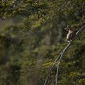 Gelinotte des bois