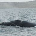 Puerto Madryn et ses baleines