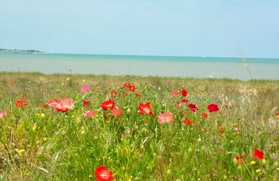 Gentils coquelicots, mesdames !