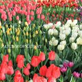 KEUKENHOF 