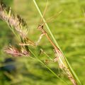 Empusa pennata (Thunberg, 1815)