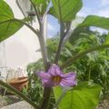 La floraison des aubergines