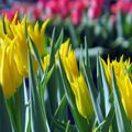 Amsetrdam : Les tulipes, forcément