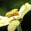 Entrez dans la lumière de l'echinacea