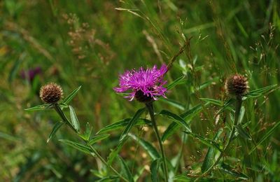 Petites fleurs.