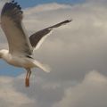 Et une belle mouette anglaise : 