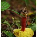 Nouveau, les Champignons poussent à l'envers !