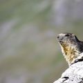 marmottes