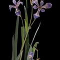 Leopold Blaschka (1822 - 1895) & Rudolf Blaschka (1857 - 1938), Iris. Glass. Dresden, Germany, 1863 - 1890 