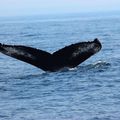 Baleines, Baie de Fundy