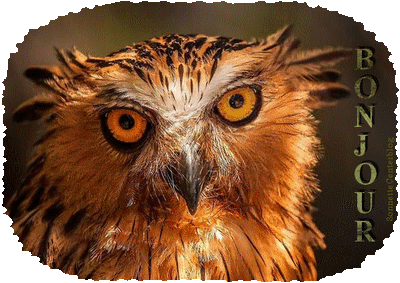 Article sans notifications !