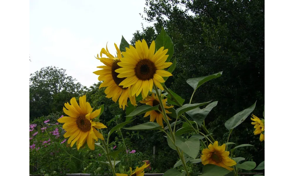 LE TOURNESOL