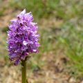 [Drôme] à la chasse aux orchidées sauvages